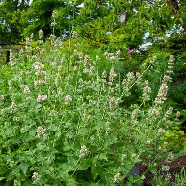 Pour nos animaux - Cataire "Menthe des Chats" (Nepeta cataria) - Grand Modèle - face recto
